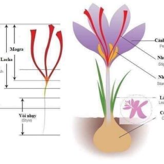 Shalimar Safron ( nhụy hoa nghệ tây Saffron)