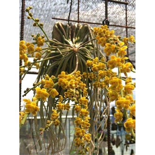 combo 3 cây trứng bướm và 1 bó báo hỷ 35k