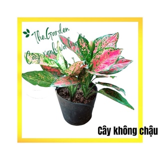 Cây Vạn Lộc chậu nhựa
