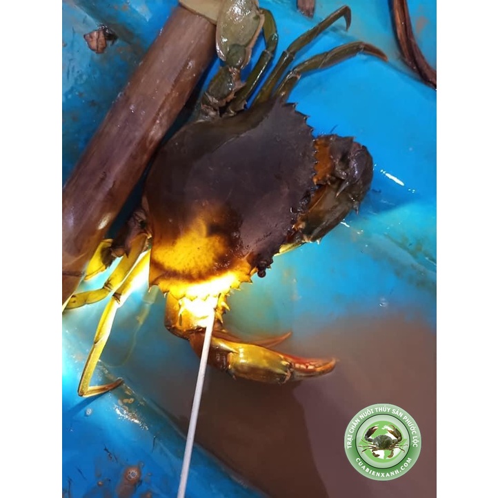 Đèn kiểm tra chất lượng cua - Đèn soi cua gạch