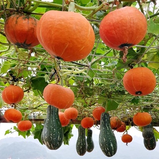 20 hạt giống bí đỏ mặt trời hokaido nhật bản 1029