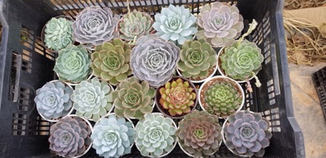 Sen đá (SIZE TRUNG) kích thước từ 9-12cm