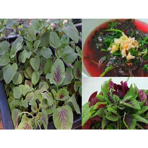 Hạt giống rau dền khoang
