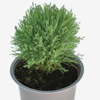 Cây tùng bồng lai - cây phong thủy trồng bonsai | BigBuy360 - bigbuy360.vn