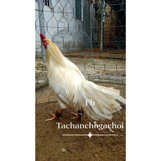 Tạ chân cho gà nòi