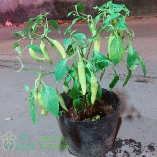 Bụi ớt sừng lớn