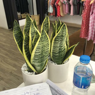 Combo hai cây lưỡi hổ để bàn