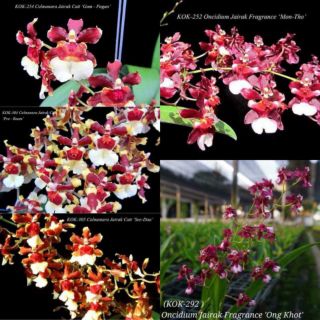 Vũ Nữ Thơm Giống (ComBo 5 cốc  5 màu )