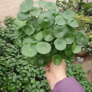 Chậu cỏ Đồng Tiền