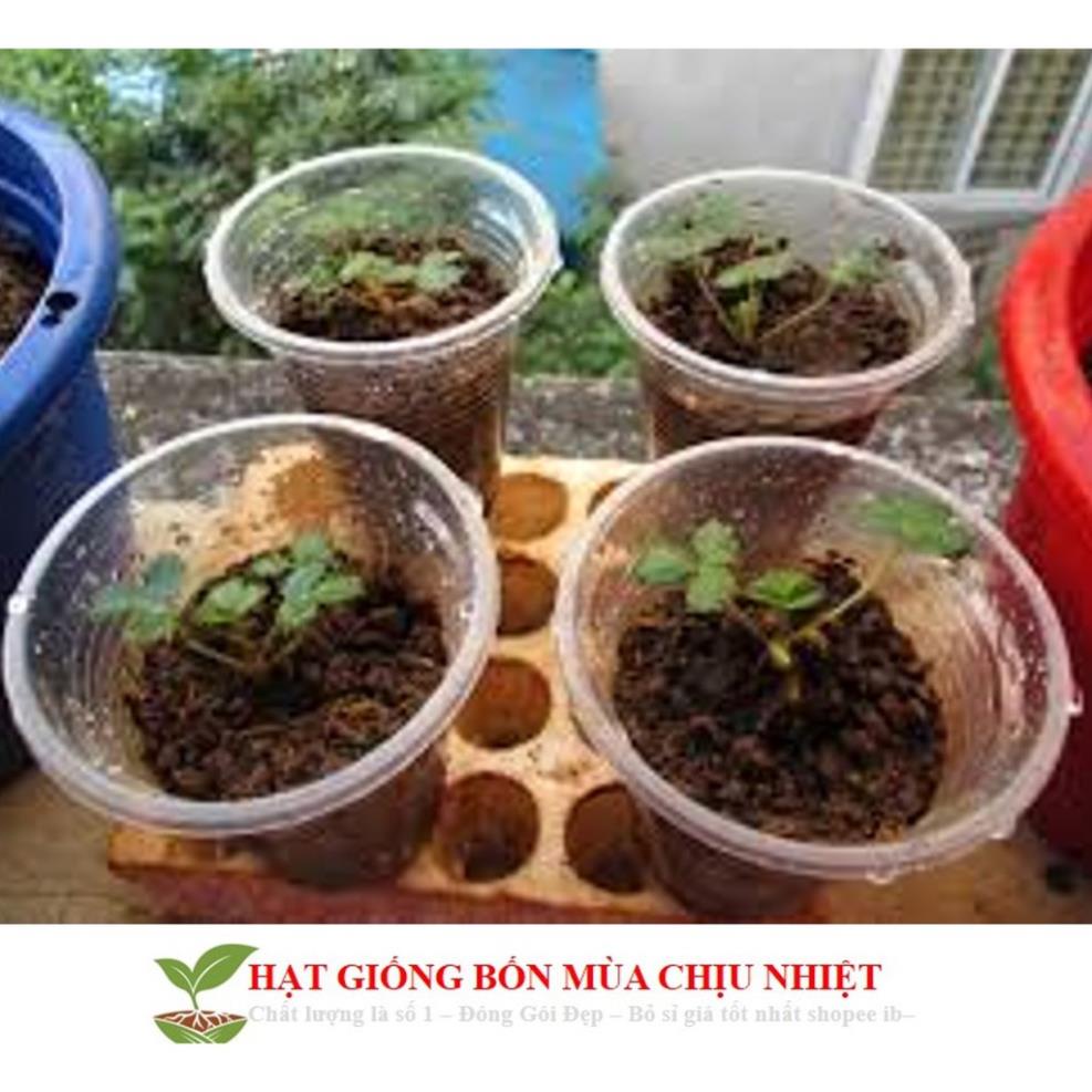 Hạt giống Dâu tây Nhật quả TO, siêu ngọt