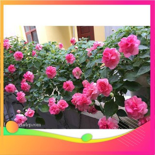 Hạt Giống Hoa Ngọc Thảo Kép Mix - 10 Hạt VIETGAR