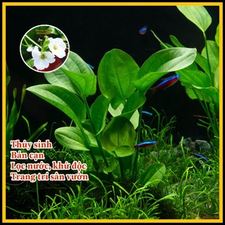 Bách thủy tiên cao 25cm trồng thủy sinh hoặc bán cạn