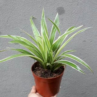 Cây dây nhện, cỏ lan chi, cỏ mẫu tử