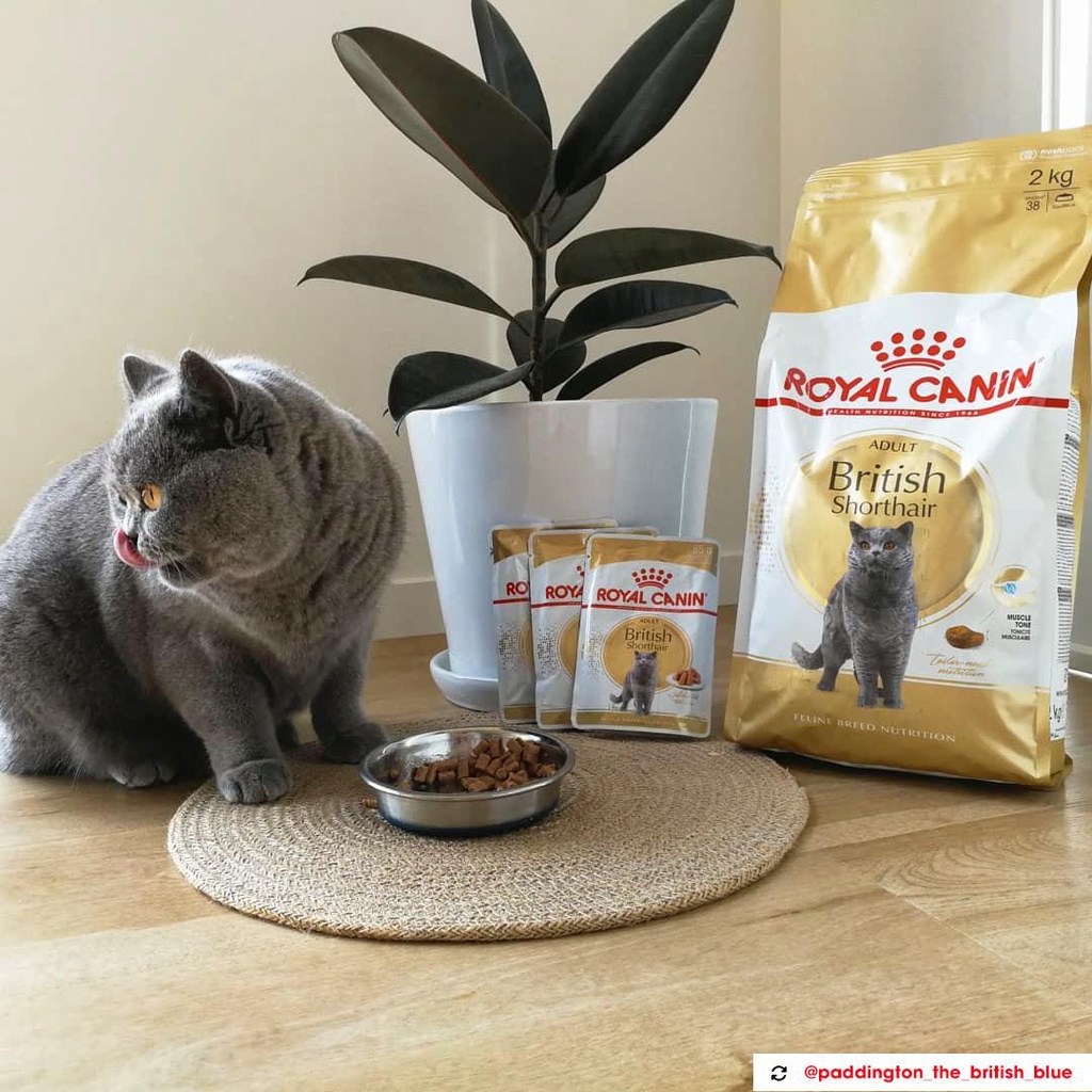 Hạt cho mèo Royal canin british shorthair 400g 2kg, thức ăn mèo anh lông ngắn lớn nhỏ Con Mèo Xiêm