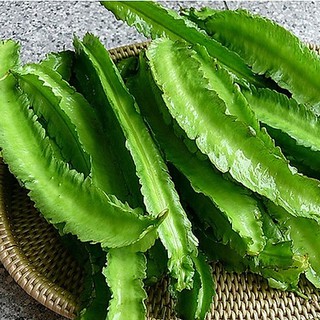 Hạt giống Đậu Khế