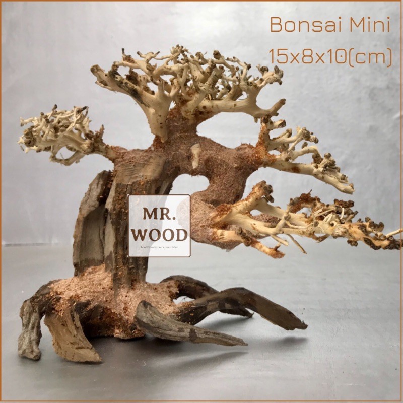 LŨA BONSAI CHO HỒ THỦY SINH SIZE NHỎ