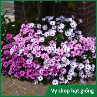 50 hạt giống hoa cúc châu phi (cúc nam phi)