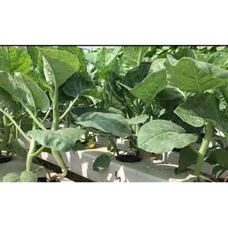 Hạt giống cải rổ 305