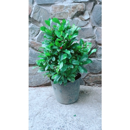 Cây Thần Kỳ Nhiều Trái
