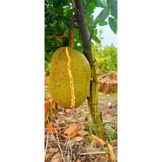 Giống Mít Mật