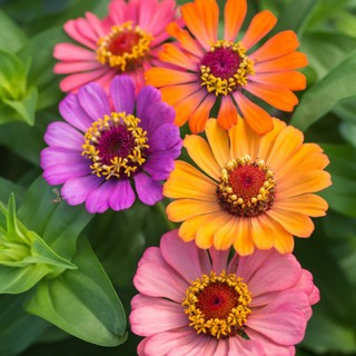 cúc lá nhám cao loại dễ trồng nhất  Zinnia 'Forecast'