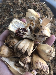 TRÀ THẢO DƯỢC LANG CƯỜNG