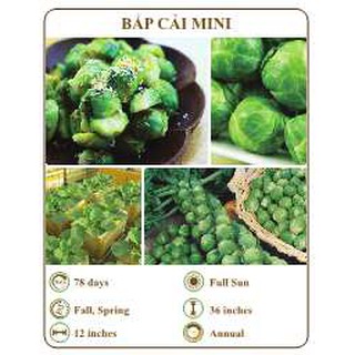 Hạt giống Bắp cải mini - THE XANH