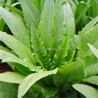 Hạt giống rau diếp thơm - 5gr