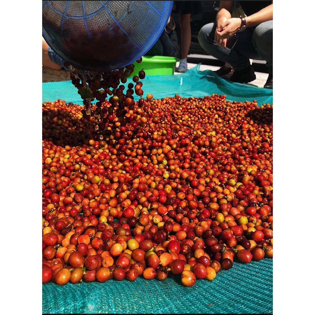 Flavor Robusta - Cà Phê Robusta Tím Lâm Hà Lâm Đồng