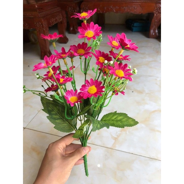 Cúc mi rẻ đẹp