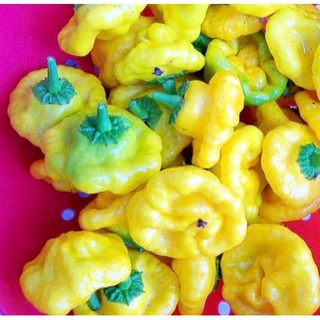 Hạt giống ớt bí Jamaica Vàng 20 hạt