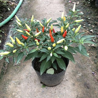 (HOT) Cây hoa ỚT NGŨ SẮC trồng bịch đen cao 15-20cm, dùng làm gia vị, thích hợp trang trí