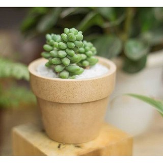 Hạt giống Sen đá chuỗi ngọc 20 HẠT