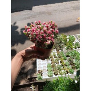 Cây đô la hồng giống mới