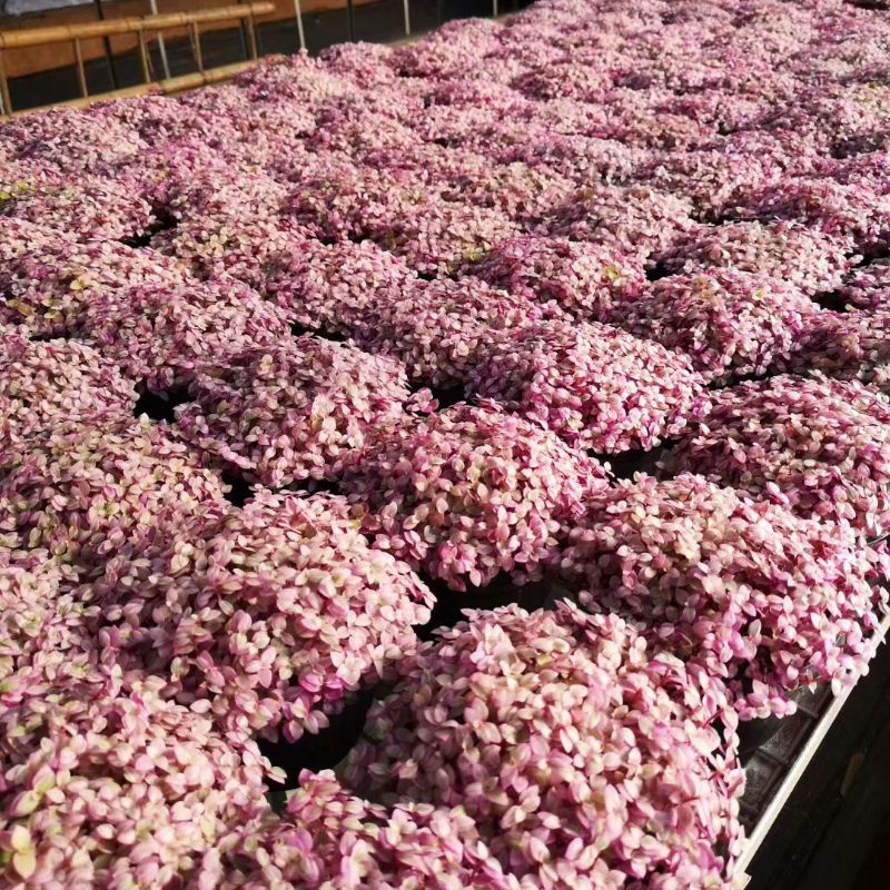 SEN ĐÁ PINK LADY / THÀI LÀI TÍM 10-12CM