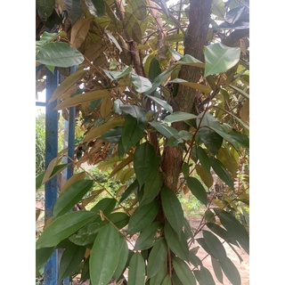 Lá vú sữa tươi 300g