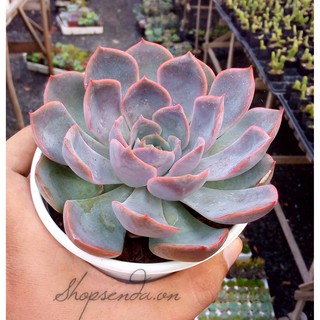 cây sen đá liên đài hồng (size trung)