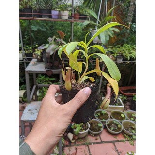 Cây nắp ấm ventrata