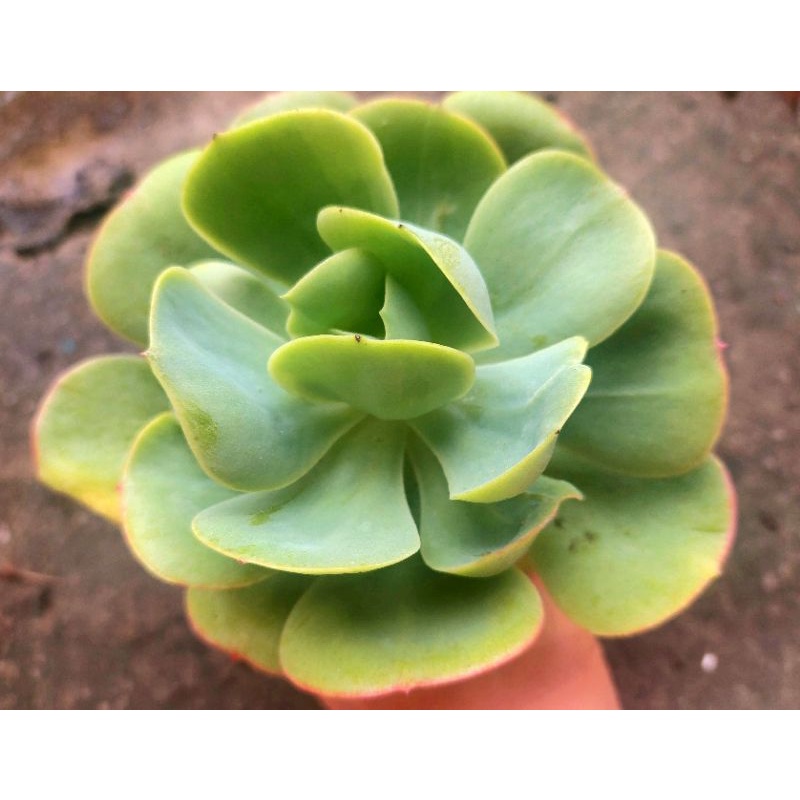 Sen đá Bèo - Hư 1 đổi 1- Cây cảnh trang trí- HOA ĐÁ shop