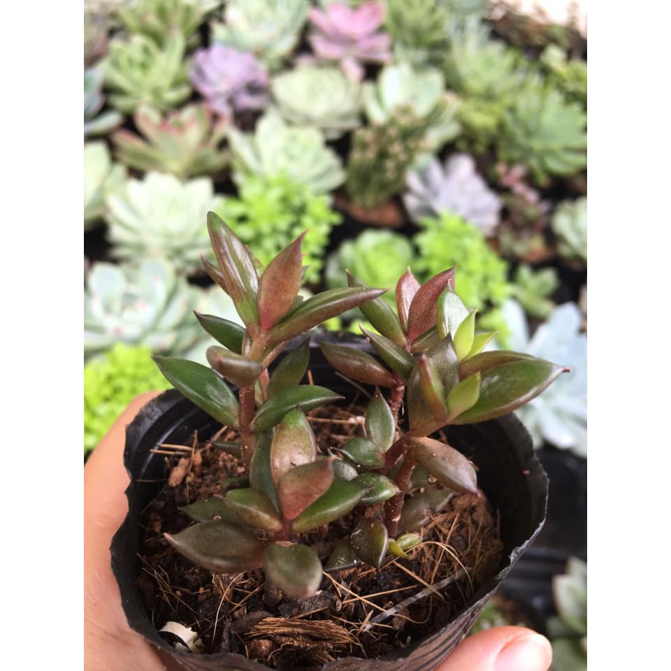 Sedum Cỏ Nhật mới