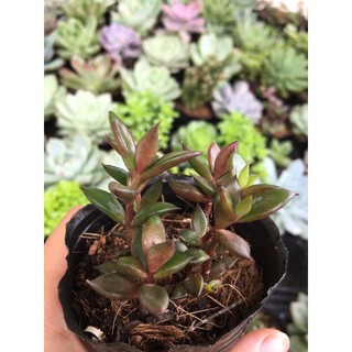 Sedum Cỏ Nhật mới