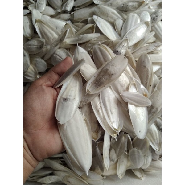 1KG NAN MỰC MINI 4-12CM DÙNG XAY BỘT CHO CHIM,VẸT TĂNG CƯỜNG CANXI