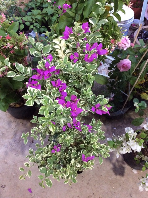 Cây hoa giấy Mỹ