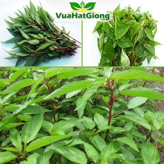 Hạt Giống Rau Đay Đỏ Nhiều Dinh Dưỡng, Dễ Trồng 10gr