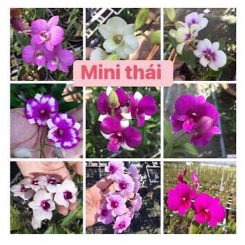 Combo 3 chậu Denro mini yaya