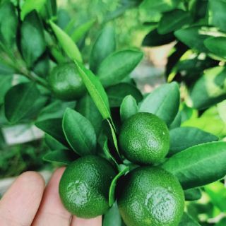 Siro ho thảo mộc dân gian 🌿🌿