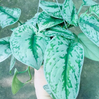 TRẦU BÀ PHÁP CHẬU GÁO DỪA