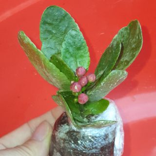 Com bo #5 Cây giống sống đời hoa cánh kép