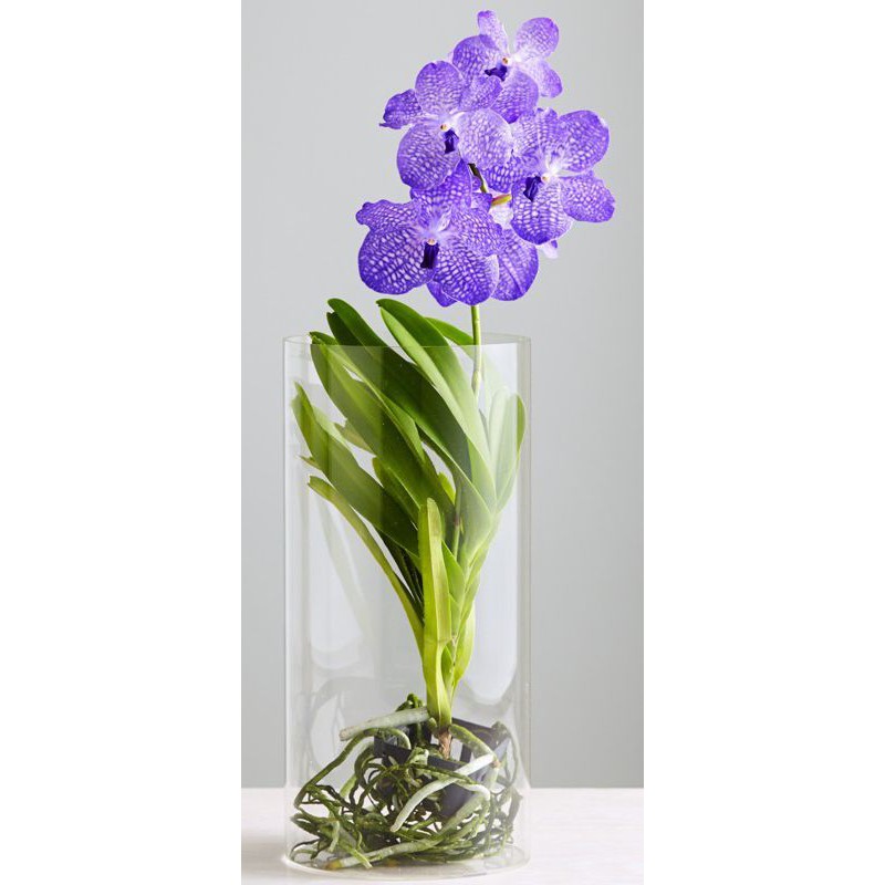 Lan Vanda màu tím blue chậu 1 cây trưởng thành