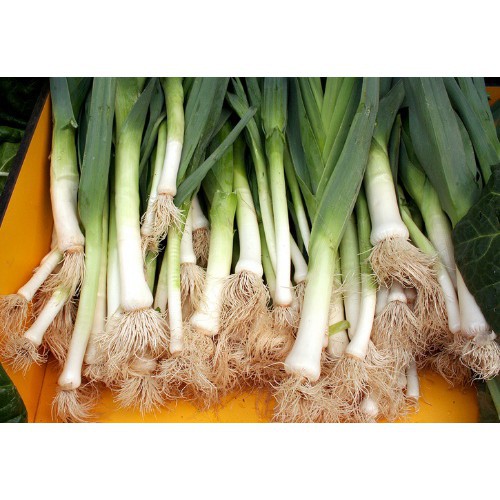 SIÊU RẺ - Bán Hạt giống TỎI TÂY (LEEK LARGE LONG SUMMER ) 363 nhập khẩu hàng chuẩn. hàng nhập khẩu.